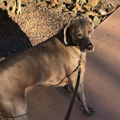 Weimaraner Ruby loves her morning walks while her parents recover in Deer Valley, AZ Weimaraner Ruby loves her morning walks while her parents recover in Deer Valley, AZ