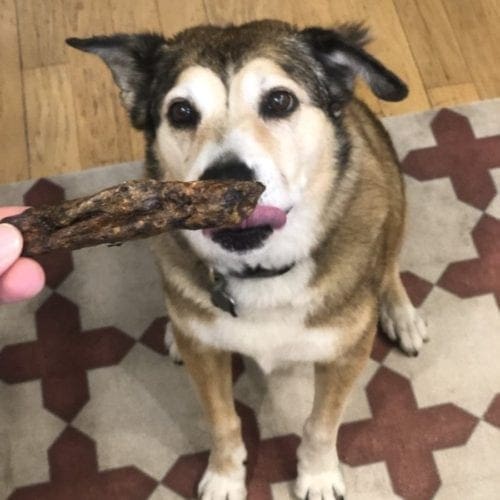 German Shepard mix waiting patiently for her treat to be given.