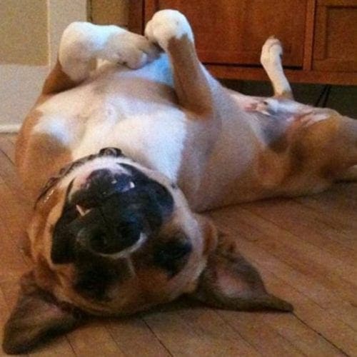 Barney is working on his tricks after completing all dog obedience levels in Surprise, AZ Barney is working on his tricks after completing all dog obedience levels in Surprise, AZ