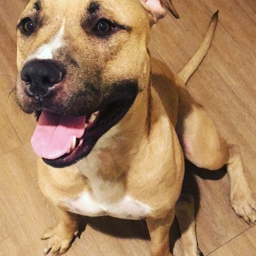 Rescue Pit Bull Tank needed some behavior modification for fit into his new family in Phoenix, AZ Rescue Pit Bull Tank needed some behavior modification for fit into his new family in Phoenix, AZ