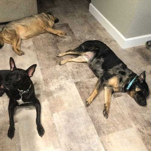 Lexi, Harper, and Luna were exhausted after Dog School for beginners in Phoenix, AZ Lexi, Harper, and Luna were exhausted after Dog School for beginners in Phoenix, AZ