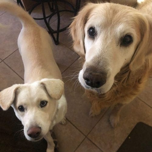 Rooster and Sweeting love our drop in visits while their parents are away Rooster and Sweeting love our drop in visits while their parents are away