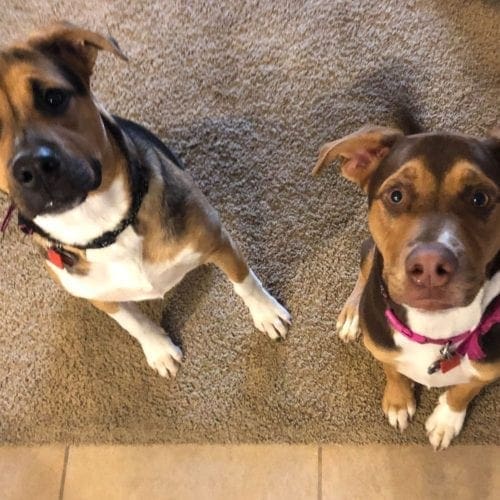 Violet and Daisy excelled in Basic Dog Obedience Training in Vistancia, AZ Violet and Daisy excelled in Basic Dog Obedience Training in Vistancia, AZ