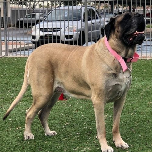 English Mastiff Matilda gets spoiled by her daddy with walks, potty breaks, and spa days in Glendale, AZ English Mastiff Matilda gets spoiled by her daddy with walks, potty breaks, and spa days in Glendale, AZ