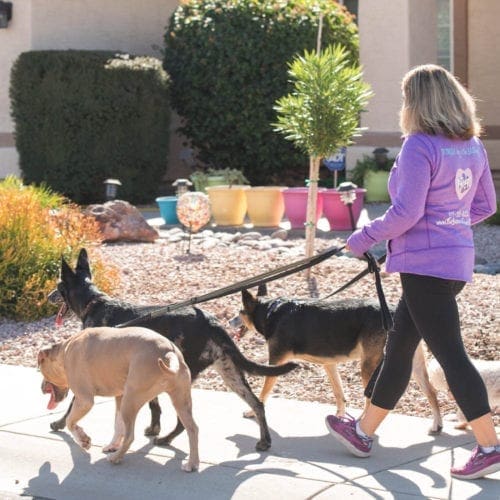 Dog Walking Services Near Glendale, AZ ⋆ Reliable ⋆ Bonded ⋆ Insured