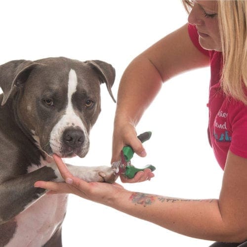Dog getting his nails clipped, nail trimming is one of the many grooming services Furbabies & Friends offers in Glendale, AZ.
