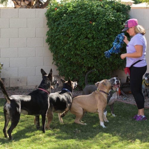 Dog trainer, Krsitie Halverson, exercising a bunch of dogs positively with a rope toy.