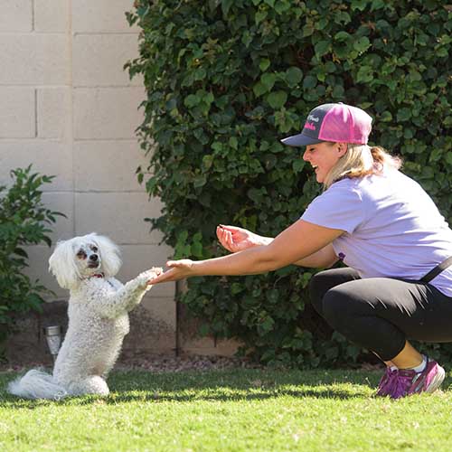 Kristie, a positive reinforcement dog trainer in Glendale, AZ, teaching a mini  poodle how to shake with both paws.