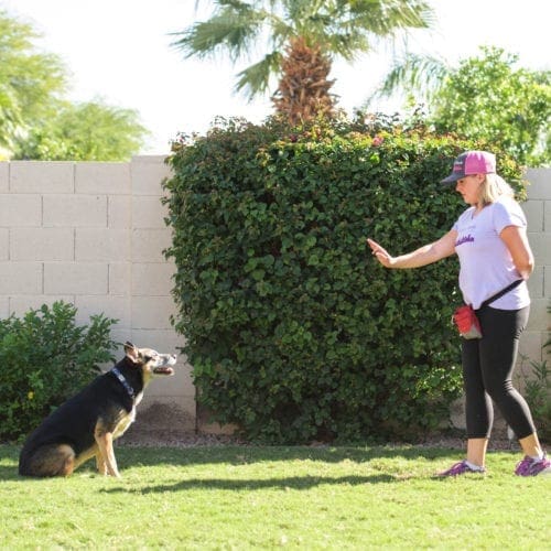 German shepherd being taught a stay cue by positive reinforcement dog trainer Kristie Halverson of FurBabies & Friends in Glendale, AZ.