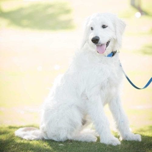 Henry the labradoodle excelled throughout his Perfect Pooch Dog Day Training Program with FurBabies & Friends in Glendale, AZ.