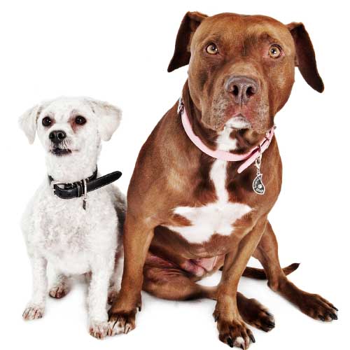 Nala, the American Staffordshire terrier, and Stella, the Llasha Poo, Kristie's first two dogs. Nala, the American Staffordshire terrier, and Stella, the Llasha Poo, Kristie's first two dogs.