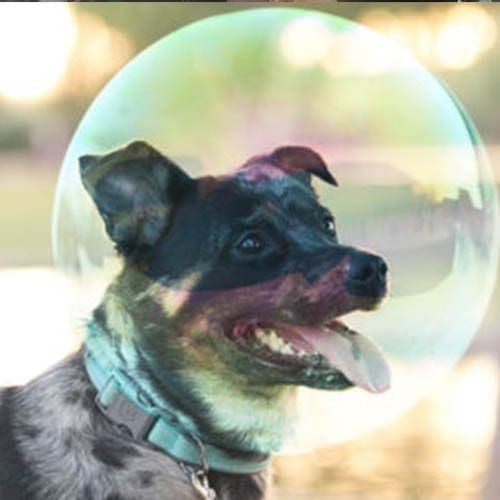 Cattle dog mix with a bubble over his head capitalizing on the fact that dogs need to be socialized and not live in a bubble.