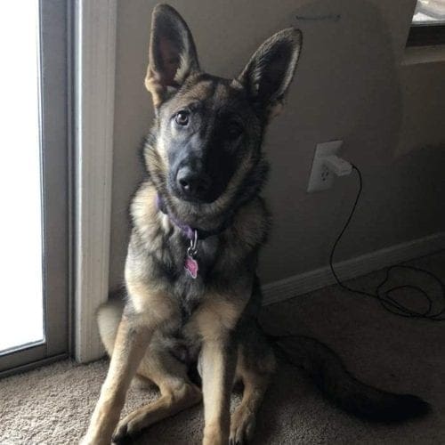 German Shepard Puppy Gertie during Puppy Kindergarten in Surprise, AZ German Shepard Puppy Gertie during Puppy Kindergarten in Surprise, AZ