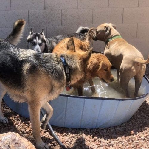 Dog socialization at FurBabies & Friends with a bunch of dogs playing in a small pool.