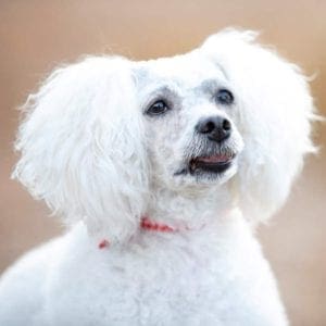 White Llahsa Poo stella sits and looks intently at the camera during her pet photoshoot in Glendale, AZ.
