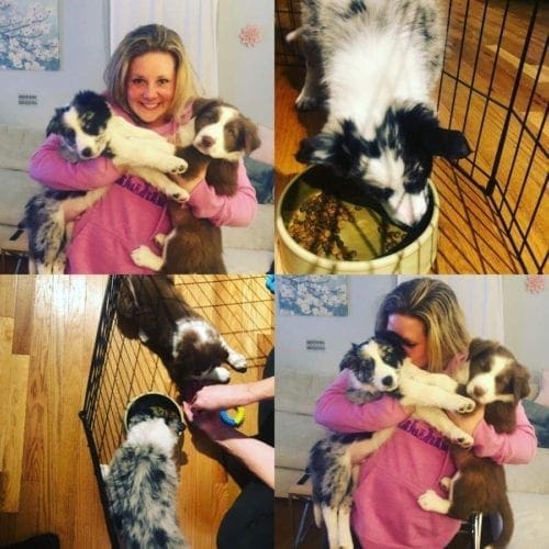 Positive reinforcement trainer, Kristie Halverson, training and snuggling with two border collie puppies in Phoenix, AZ. Positive reinforcement trainer, Kristie Halverson, training and snuggling with two border collie puppies in Phoenix, AZ.