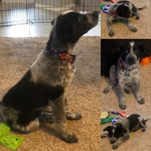 puppy millie was cute as can be during puppy kindergarten in Peoria, AZ Rescued puppy millie was cute as can be during in-home puppy kindergarten in Peoria, AZ