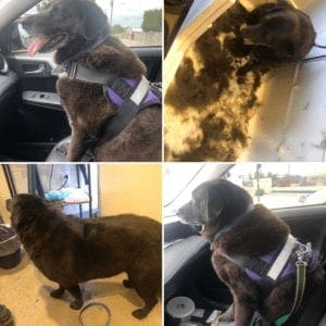 Bear the chocolate lab before, during and after dog grooming and de-shedding treatment with FurBabies & Friends in Glendale, AZ.