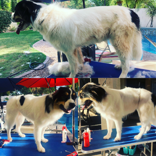 Dog Wash and Grooming Before and After Photos ⋆ FurBabies & Friends