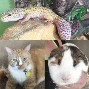 Furbabies & Friends pet sitters provide in home pet care and drop in visits for all animals in Glendale, AZ.Drop In Pet Visits for all animals Glendale, AZ