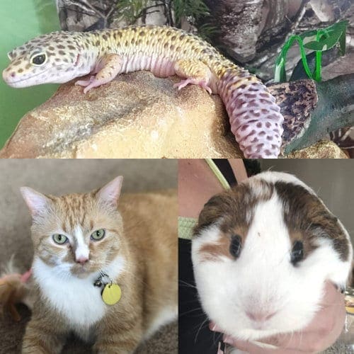 Drop In Pet Visits for all animals Glendale, AZ