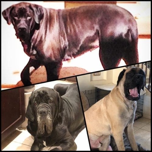 Photos of cute dogs, cute extra large dogs we had the pleasure of pet sitting for in Peoria AZ. Photos of cute dogs, cute extra large dogs we had the pleasure of pet sitting for in Peoria AZ.