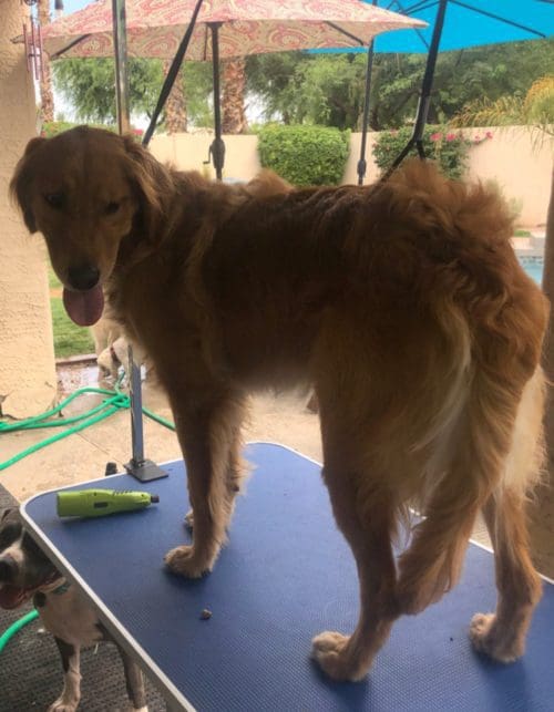 Dog Wash and Grooming Before and After Photos ⋆ FurBabies & Friends