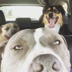 Three dogs traveling via a Pet taxi service provided by FurBabies & Friends in the Phoenix metro area.