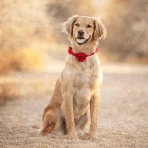 Furry Babies Photo Galleries of Actual Clients Pets