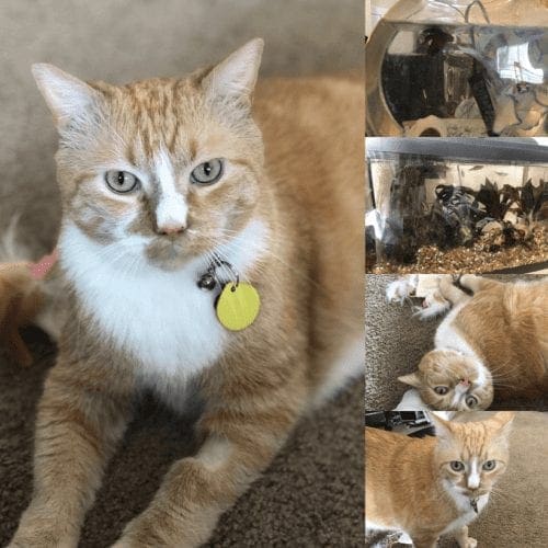 In Home Drop In and Care for Kittens and Cats Glendale, AZ In Home Drop In and Care for Kittens and Cats Glendale, AZ