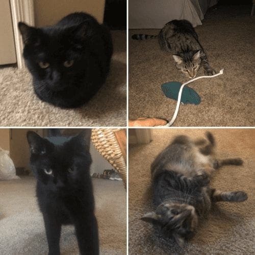 In Home Drop In and Care for Kittens and Cats Surprise, AZ In Home Drop In and Care for cats Pocket and Lola in Surprise, AZ