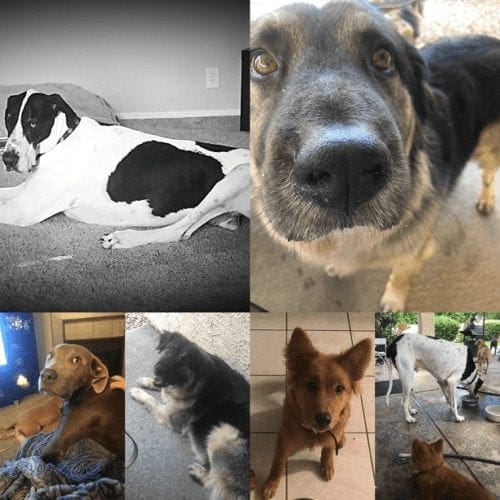 Some happy boarding clients of FurBabies and Friends in Arrowhead Ranch, Glendale, AZ Some happy boarding clients of FurBabies and Friends in Arrowhead Ranch, Glendale, AZ