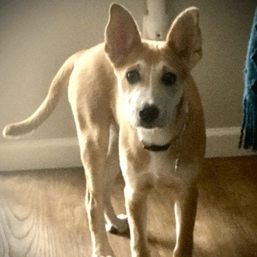 Rescued mixed breed puppy Lola got a tough start and was very fearful of new people during puppy kindergarten Rescued mixed breed puppy Lola got a tough start and was very fearful of new people during puppy kindergarten