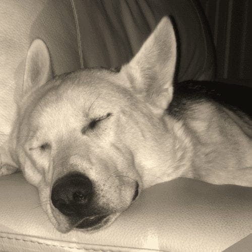 Tukker was exhausted after fun day playing and boarding with FurBabies and Friends Tukker was exhausted after fun day playing and boarding with FurBabies and Friends