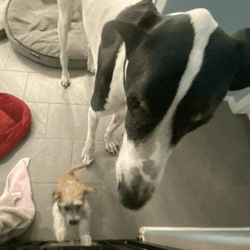 Stanley the Great Dane and Daisy the little mixed puppy getting ready for bed while boarding Stanley the Great Dane and Rex the little mixed puppy getting ready for bed while boarding