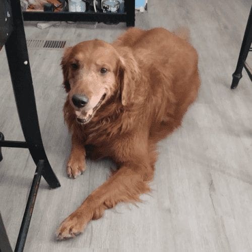 Overnight Pet Sitting with Golden Retriever in Phoenix, AZ Overnight Pet Sitting with Golden Retriever in Phoenix, AZ