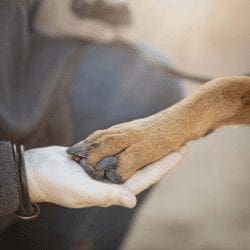 Relationship building with humans and dogs
