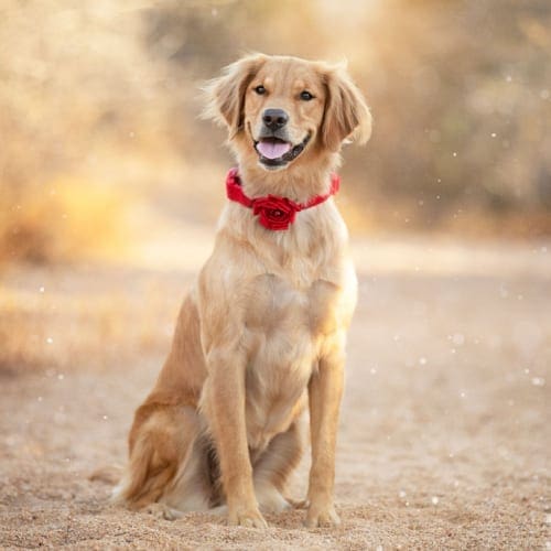 Jazzy, the Golden Retriever, wearing a red rose collar during a professional dog photography shoot.