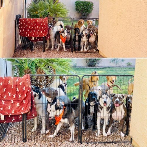 A pack of dogs lined up at the gate waiting for new dog friends to come to the paw-ty.