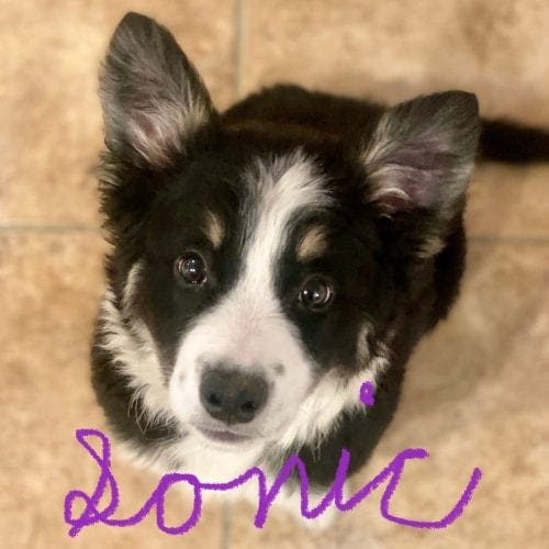 Sonic, the mini aussie in Phoenix, became the perfect puppy after dog training with FurBabies & Friends trainer. Sonic, the mini aussie in Phoenix, became the perfect puppy after dog training with FurBabies & Friends trainer.