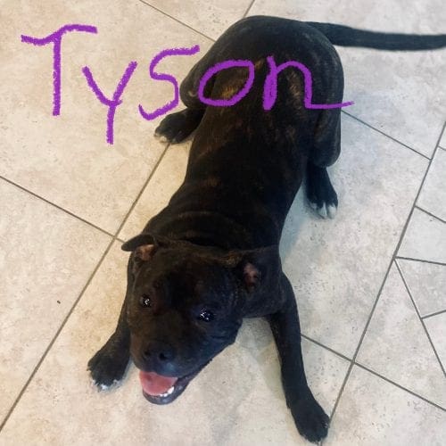 Tyson, the pit bull puppy, got help from the FurBabies & Friends trainer who specializes in pit bulls. Tyson, the pit bull puppy, got help from the FurBabies & Friends trainer who specializes in pit bulls.