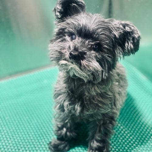 Cute animal photos of dogs, puppies, cats and other other pets. Puppy gets a positive introduction to the grooming experience in a cage free dog grooming shop in Glendale, AZ.