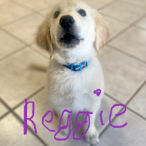 Reggie, the yellow lab puppy, had some resource guarding issues that FurBabies & Friends trainer solved for his parents. Yellow lab puppy named Reggie working on resource guarding behavior during a training session