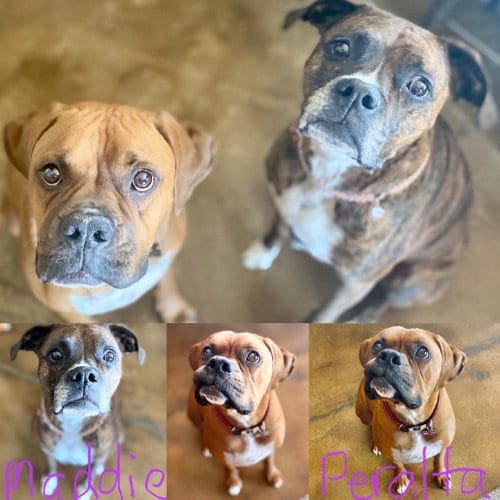 Dog Photos of doorbell desensitization clients Maddie and Peraluta the boxers Dog Photos of doorbell desensitization clients Maddie and Peraluta the boxers