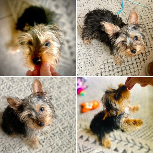 Emma Lou, the Yorkie puppy, in Peoria, AZ loved her positive reinforcement puppy training with FurBabies & Friends. Emma Lou, the Yorkie puppy, in Peoria, AZ loved her positive reinforcement puppy training with FurBabies & Friends.