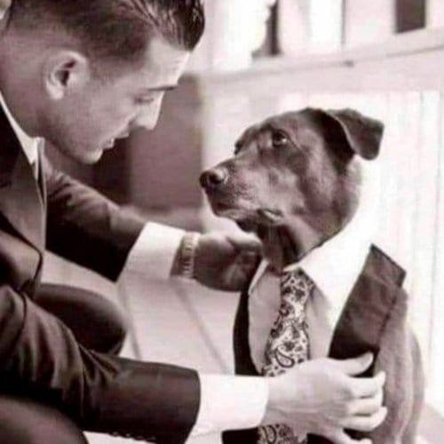 A man putting a suit on his dog wiht the help of a pet wedding attendant from From Furbabies & Friends.