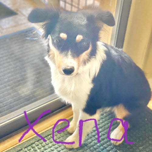 Xena, the mini aussie, in Phoenix, AZ proved why her breed in the smartest in her in home puppy training with FurBabies & Friends. Xena, the mini Aussie, in Phoenix, AZ proved why her breed in the smartest in her in home puppy training with FurBabies & Friends.