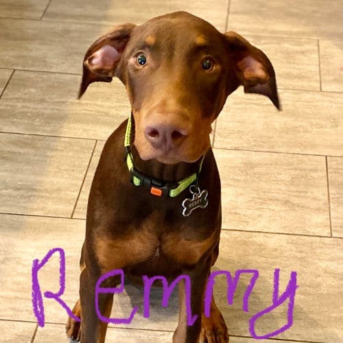 Remmy, the Doberman puppy, in Phoenix, AZ was a shining star durng positive puppy basics training with FurBabies & Friends. Remmy, the Doberman puppy, in Phoenix, AZ was a shining star during positive puppy basics training with FurBabies & Friends.