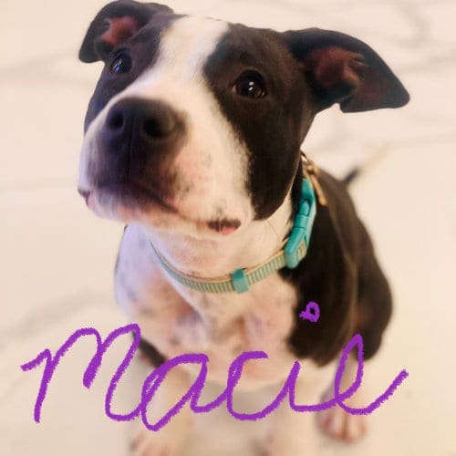 Macie,, the pit bull puppy, enrolled in in home puppy school for a great start at being a breed ambassador.. Macie,, the pit bull puppy, enrolled in in home puppy school for a great start at being a breed ambassador..