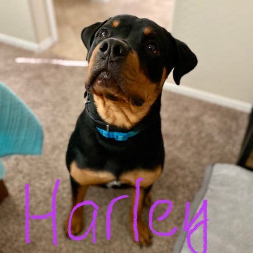 Harley the Rottweiler puppy received top notch care with FurBabies & Friends in home overnight pet sitting. Harley the Rottweiler puppy received top notch care with FurBabies & Friends in home overnight pet sitting.
